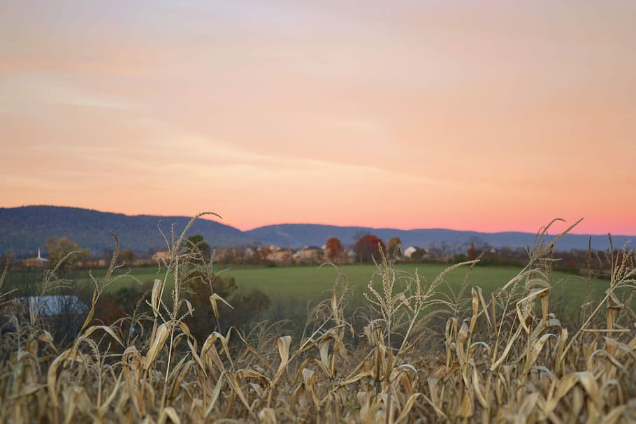 brown plant near green grass field at golden hour, brown plants near grass field at daytime HD wallpaper