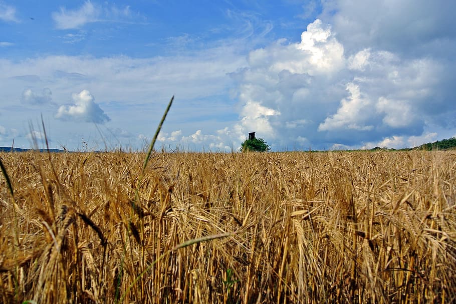Cereals, Fields, Clouds, Sky, agriculture, summer, perch, nature HD wallpaper