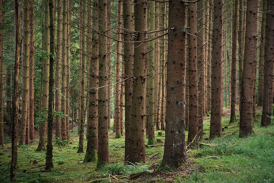 forest, trees, branches, forests, wood, nature, coniferous forest HD wallpaper