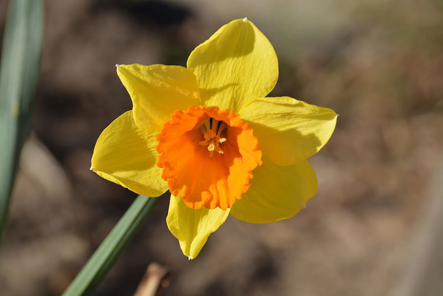 Flower, Spring, Easter, Bells, easter bells, yellow flower HD wallpaper