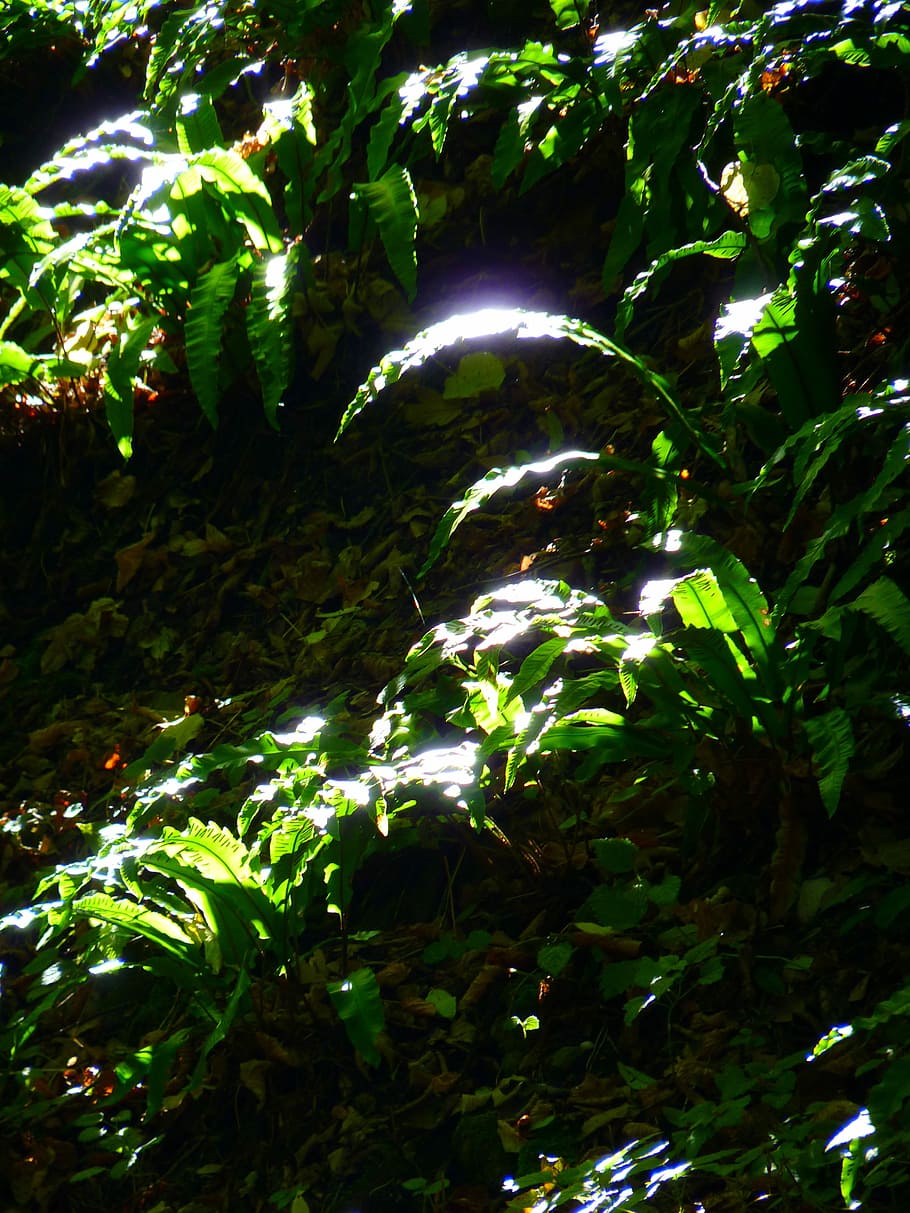 Forest, Leaves, Sun, Light, bright, shadow, green, green color HD wallpaper