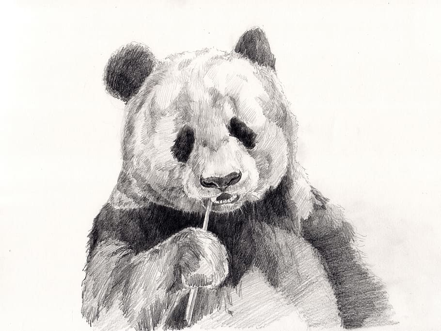 Premium Vector | Panda line art background vector cute panda line art  wallpaper pet line art for wall decoration