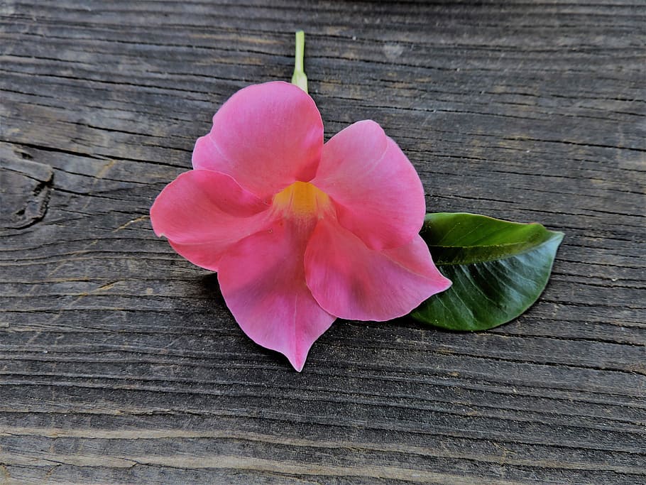 Flower, Pink, Leaf, altholz, pink flower, macro, blossom, bloom HD wallpaper