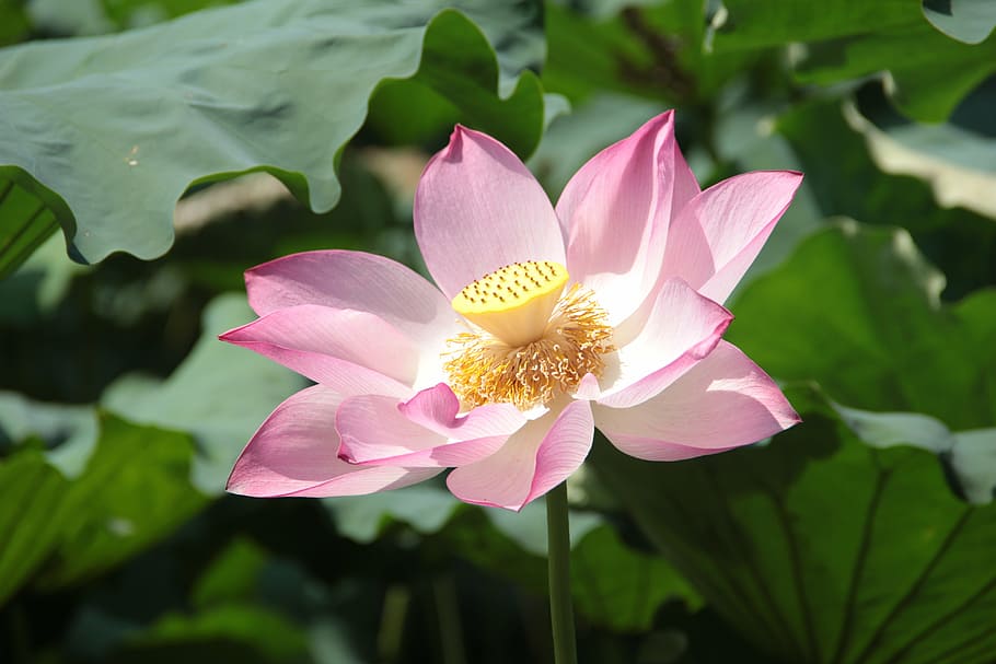 selective focus photography of pink lotus flower, lotus leaf HD wallpaper
