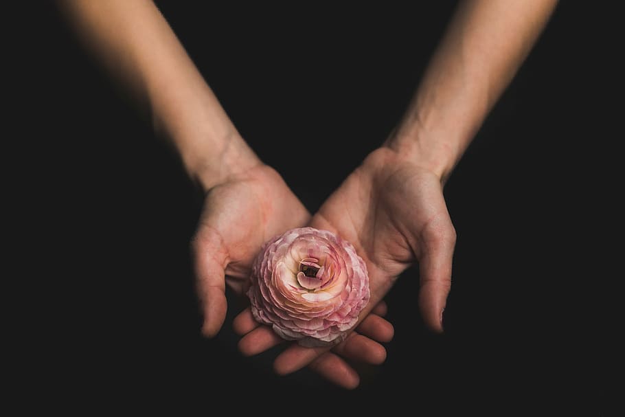 person holding pink carnation flower, dark, hand, arm, palm, human hand, HD wallpaper