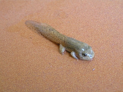 tadpole, frog, amphibious, one animal, animal wildlife, animal themes HD wallpaper