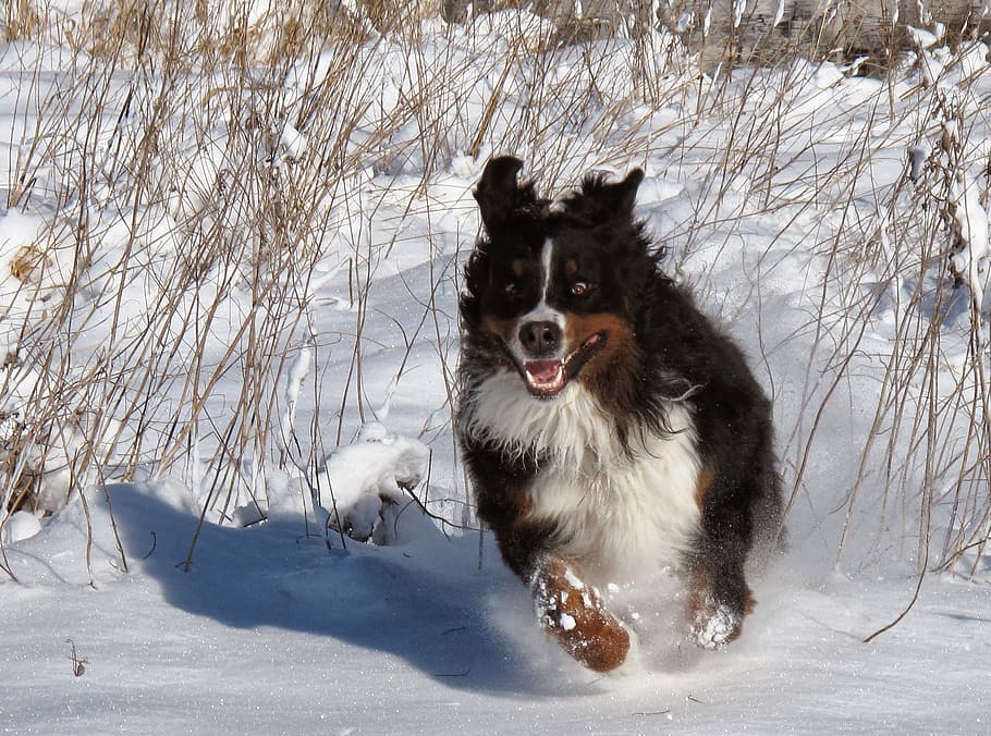 dog, snow, winter, pets, happy, race, play, expensive, one animal HD wallpaper