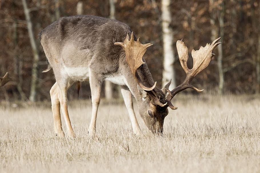 brown Deer, fallow deer, antlers, forest, animal wildlife, animals in the wild HD wallpaper