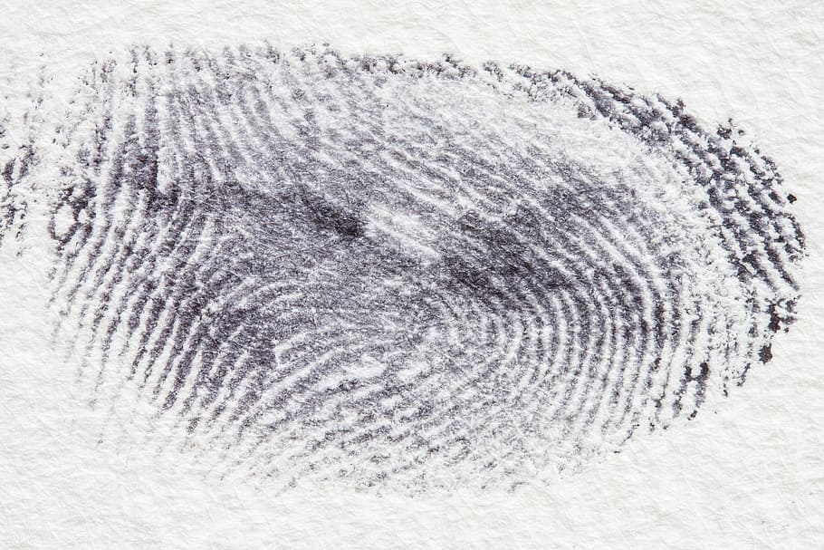 thumb print, fingerprint, daktylogramm, papillary, fingertip, HD wallpaper
