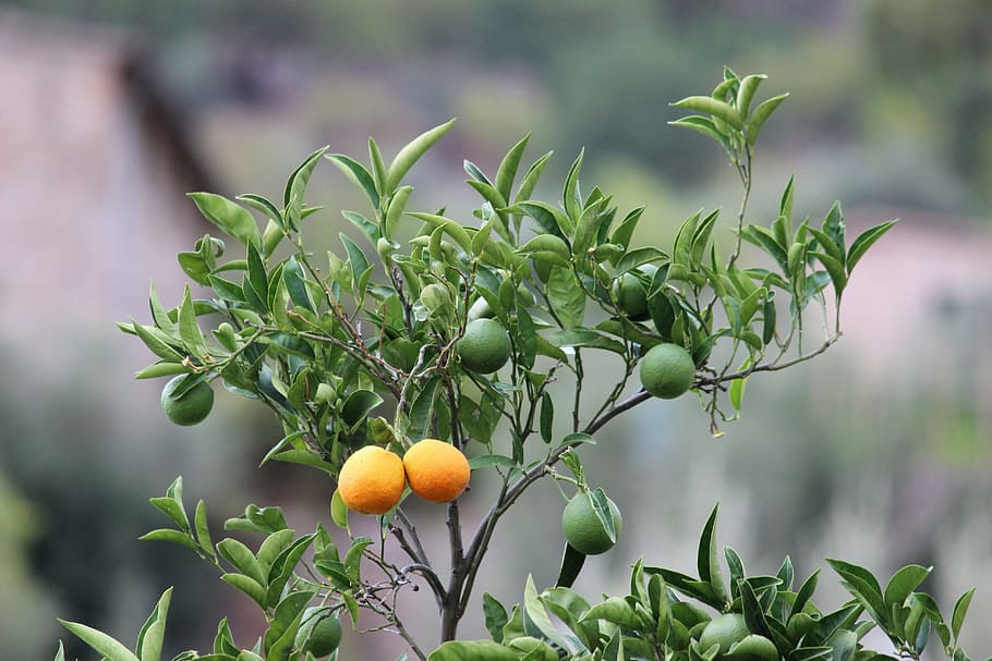 oranges, orange tree, citrus fruit, leaf, immature, leaves HD wallpaper