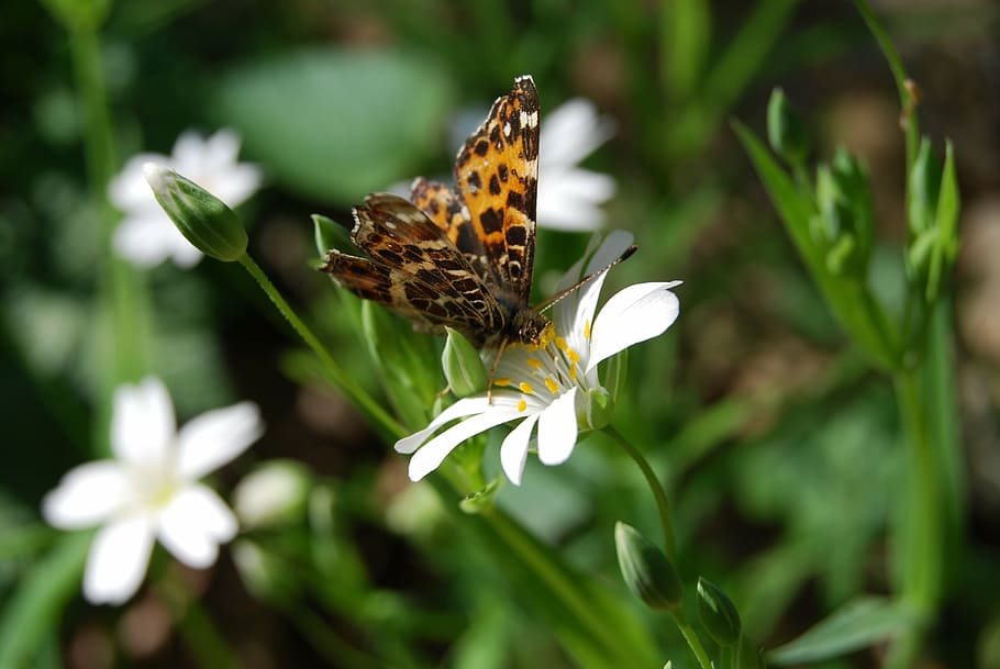 butterfly, flower, bug, spring, summer, insect, nature, butterfly - Insect HD wallpaper