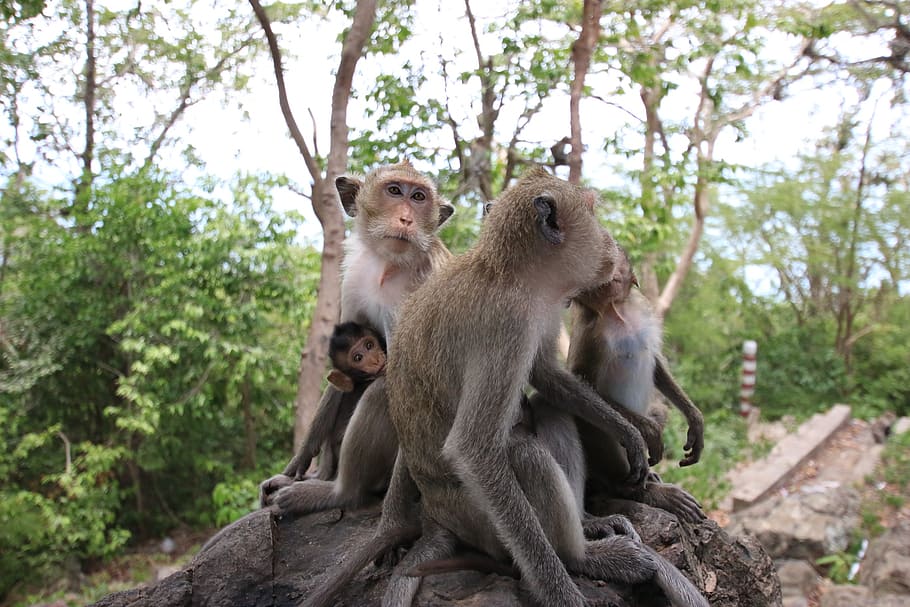 monkey, monkey ball, monkey mother, primate, group of animals HD wallpaper