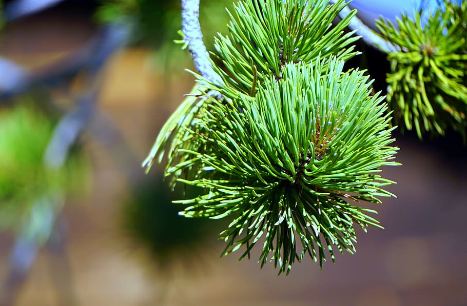 pine, leaves, nature, green, texture, pinnace, branch, forest HD wallpaper