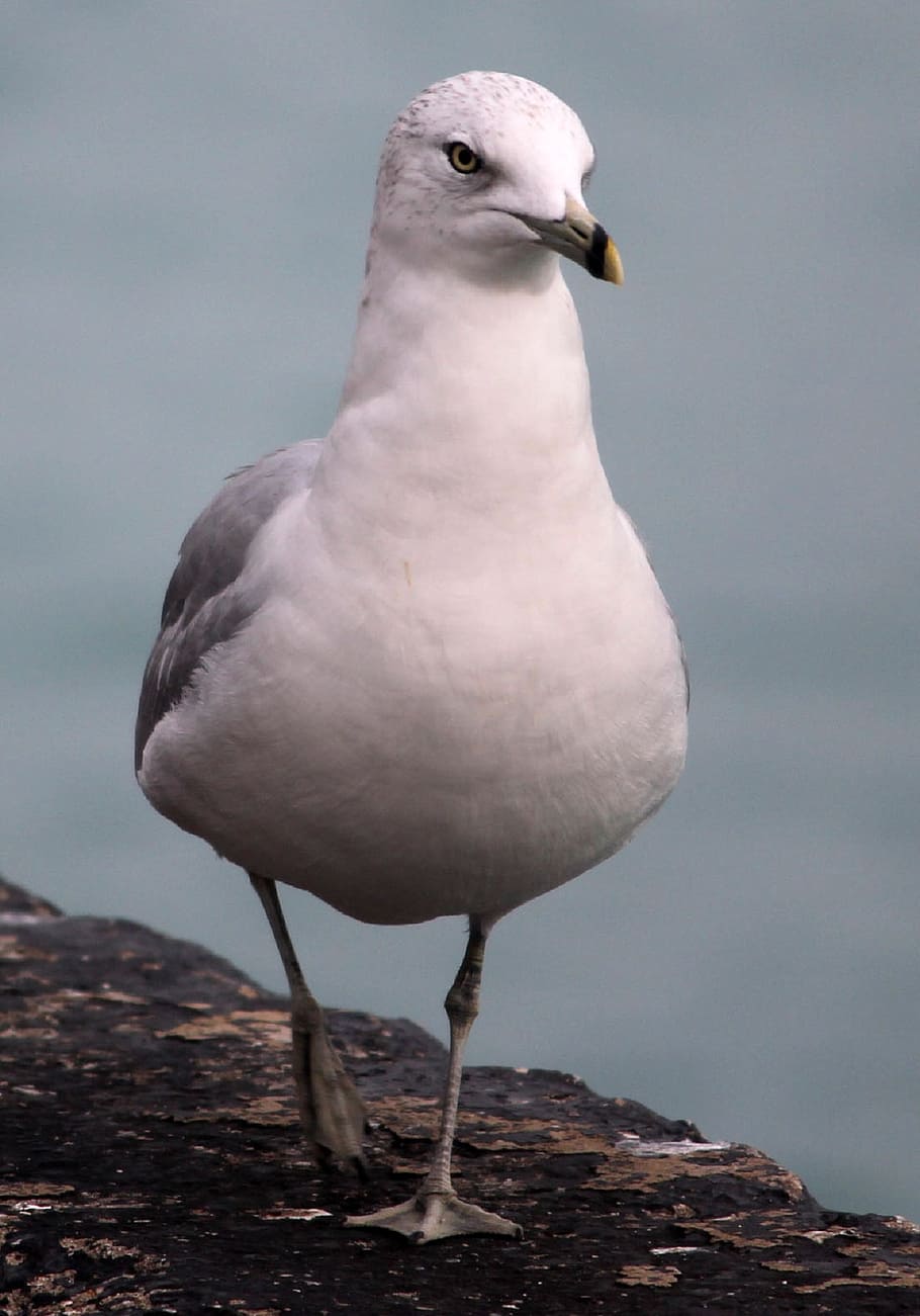 seagull, bird, walking, pier, water, ocean, nautical, marine HD wallpaper