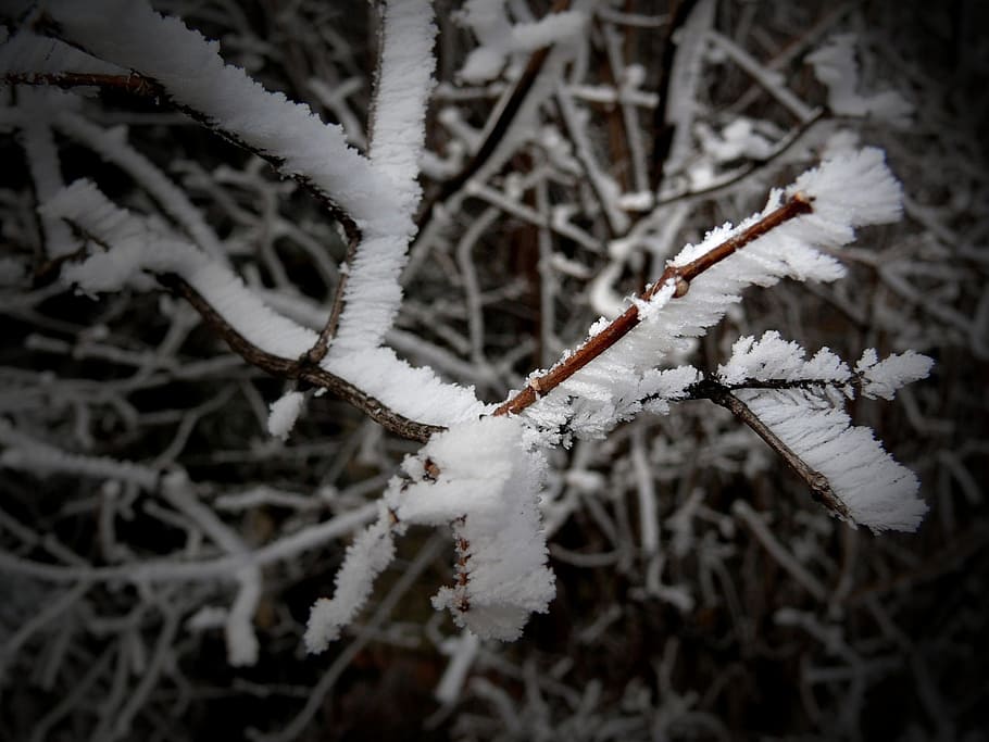 winter, snow, tree, christmas, new, year, branch, frost, cold temperature HD wallpaper