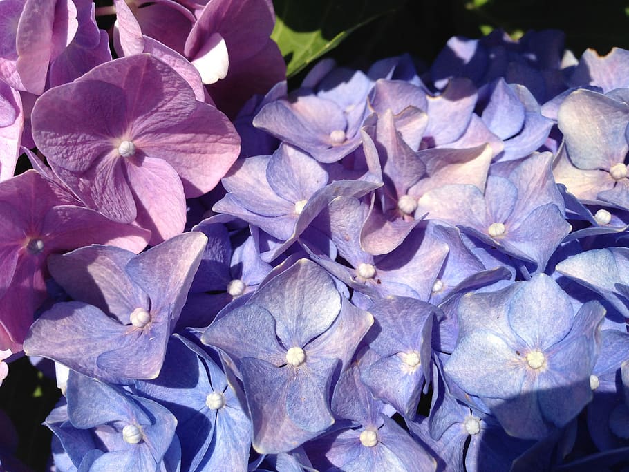 flower, hydrangea, violet, plant, color purple, flowering plant HD wallpaper