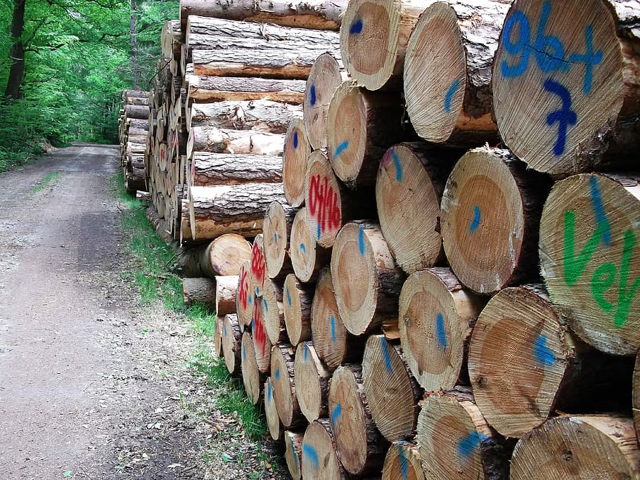 Forest, Wood, Log, stack, barrel, industry, wine cask, large group of objects HD wallpaper