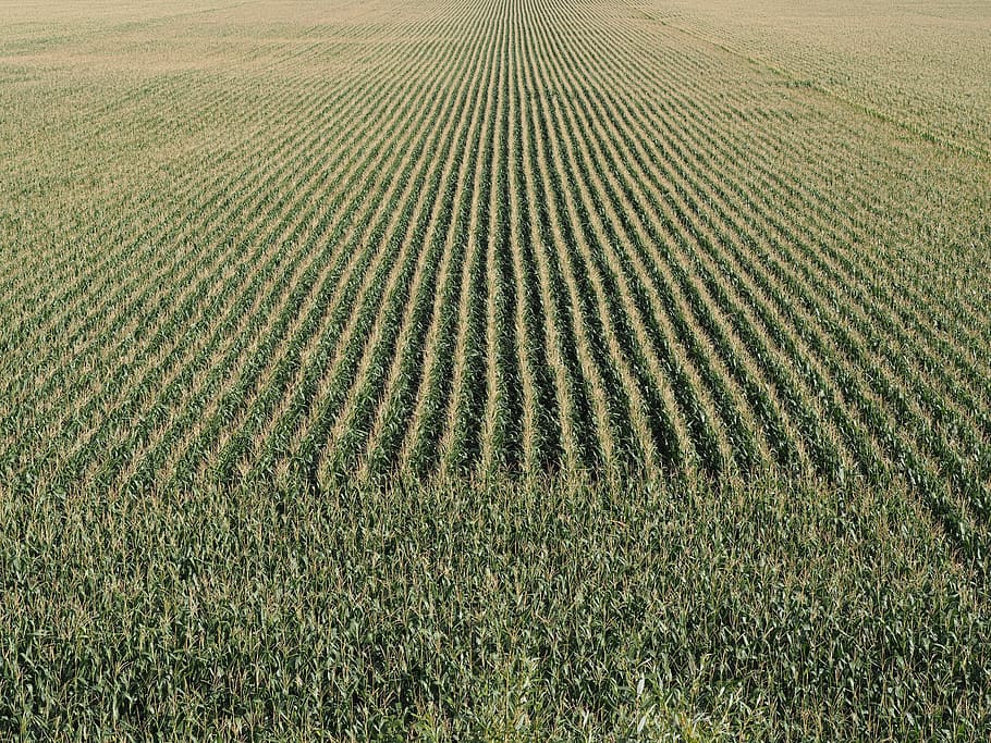 cornfield, cereals, agriculture, food, leaves, green, corn on the cob HD wallpaper