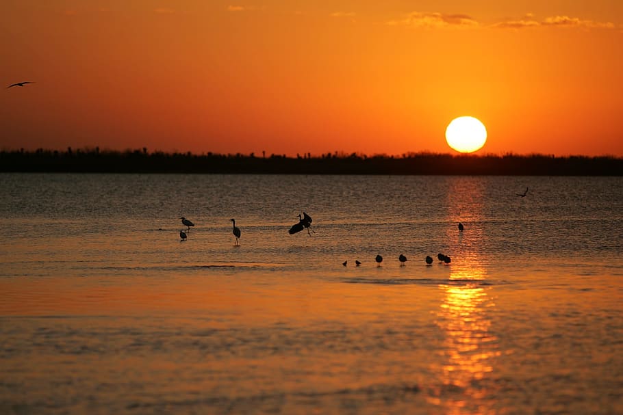 Sunset, Birds, Water, Beach, Wildlife, reflection, sea, ocean HD wallpaper