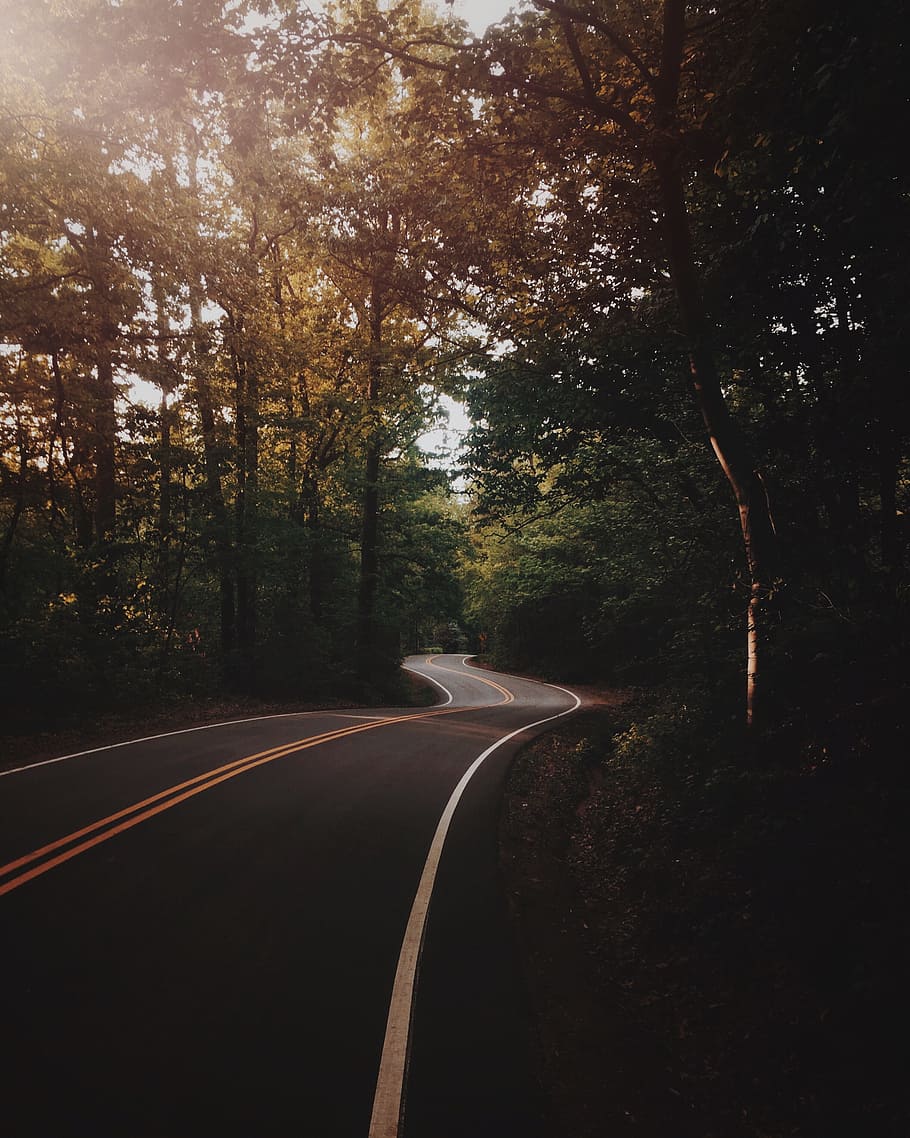 gray concrete road between green trees, gray asphalt road on forest HD wallpaper