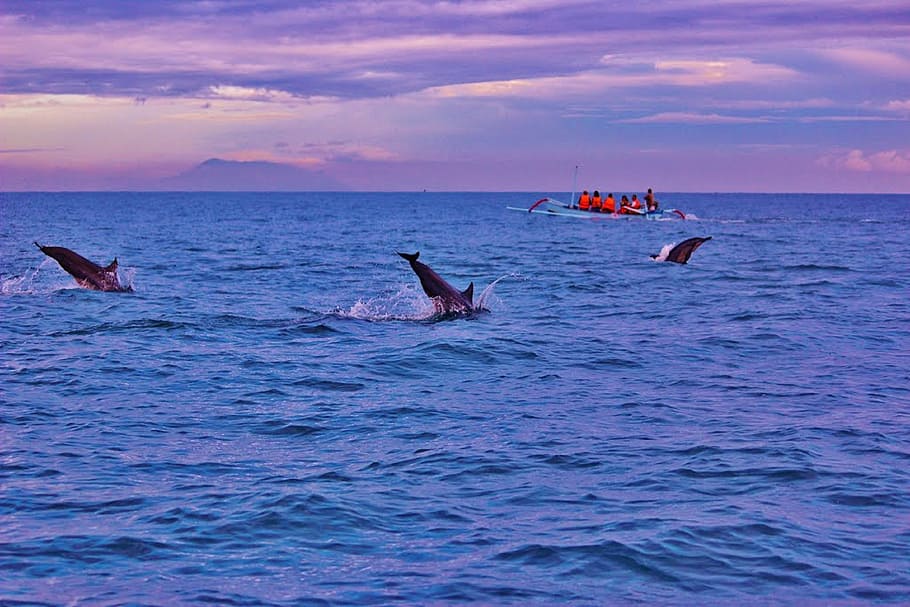 dolphins in body of water, bali, sunrise, lovina, indonesia, ocean, HD wallpaper