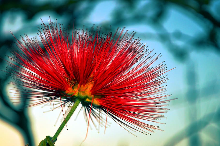 flower, cross, red, flowering plant, fragility, beauty in nature HD wallpaper