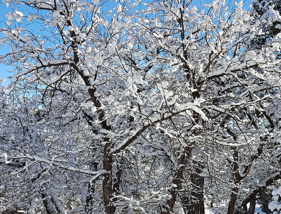 trees, snowfall, winter, december, season, white, landscape HD wallpaper