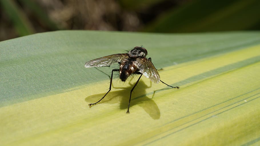 image, insect macro, fly, nature, animal themes, invertebrate HD wallpaper