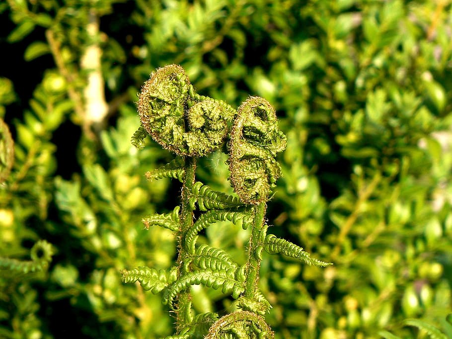fern, green, forest, leaf, plant, nature, growth, leaf fronds HD wallpaper