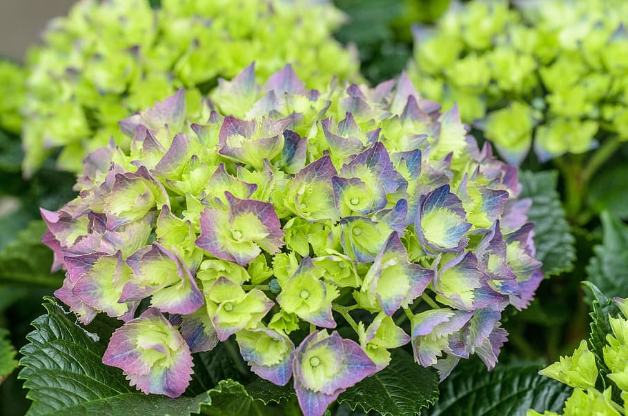 hydrangea, neon, green, purple, pink, flower, blossom, bloom HD wallpaper
