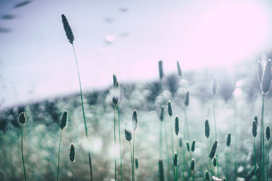green grass field, blossoms, blooming, pollen, allergy, plants HD wallpaper