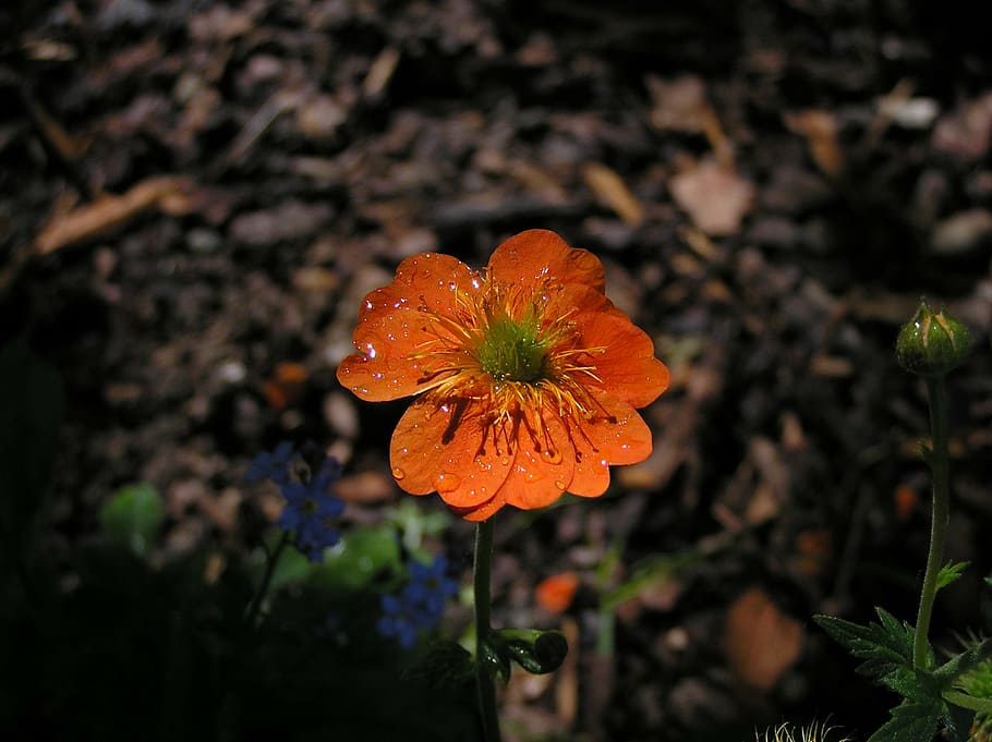 nature, plants, flower, flowering plant, beauty in nature, orange color HD wallpaper