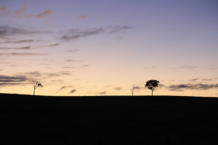 Tree, Sunrise, Nature, Landscape, Orange, rural, dawn, outdoor HD wallpaper