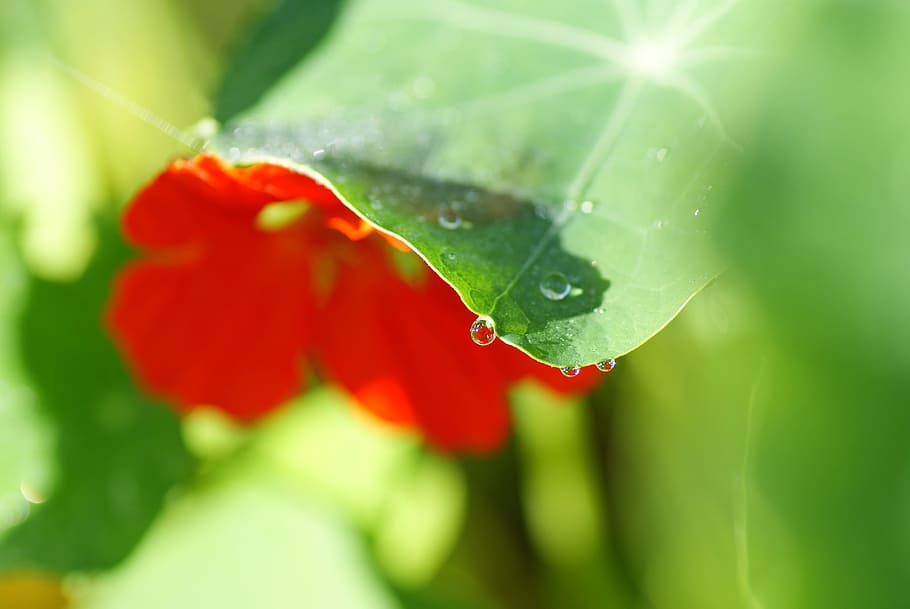 Nasturtium 1080P, 2K, 4K, 5K HD wallpapers free download | Wallpaper Flare