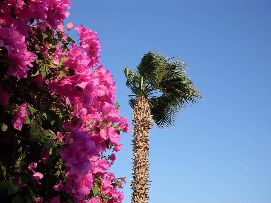 Egypt, Palm, Flowers, Dusky, Pink, dusky pink, tree, palm tree, HD wallpaper