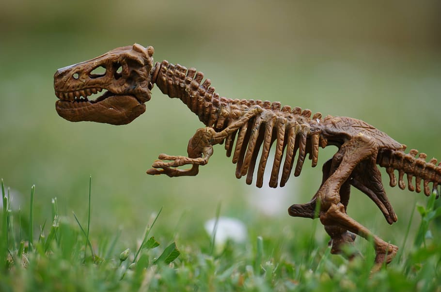 selective focus photography of t-rex skeleton toy, dinosaur, bones