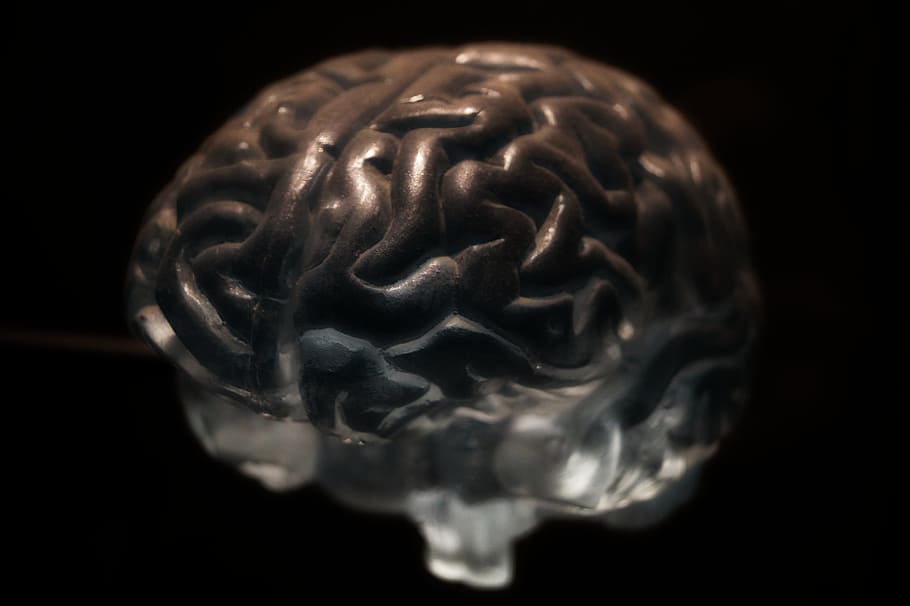 gray brain illustration, Anatomy, Neurons, Nervous System, human Brain