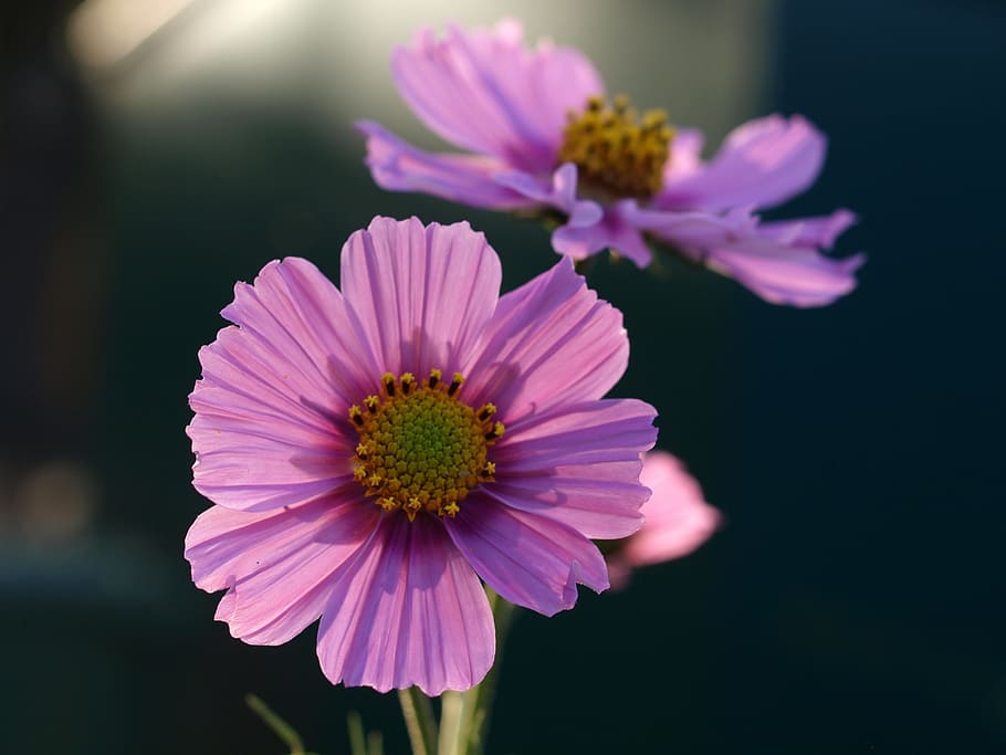 aster, flower, bloom, flowering plant, freshness, petal, vulnerability HD wallpaper