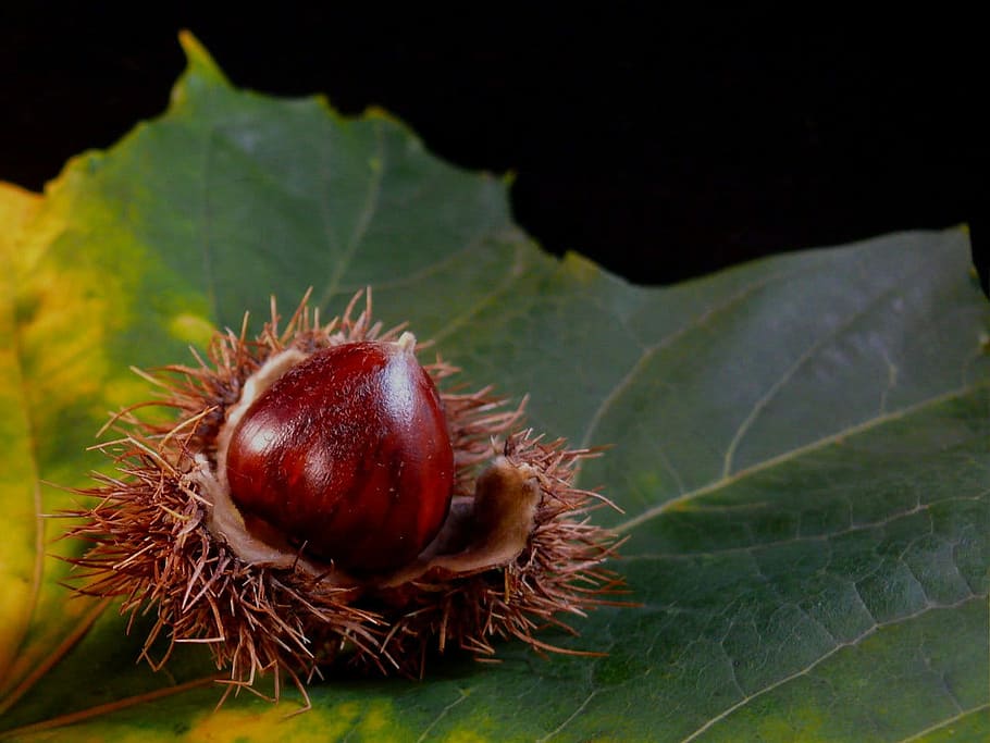Leaf, Flora, Nut, Nuts, Food, black, tree, autumn, winter, england HD wallpaper