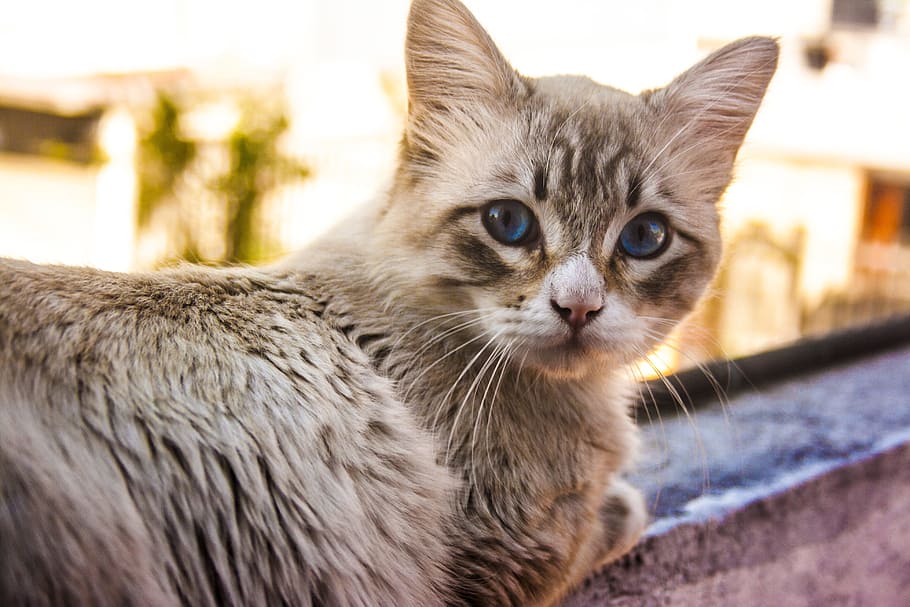 Cat, Pet, Animals, Kitten, Look, Gata, domestic cat, one animal HD wallpaper
