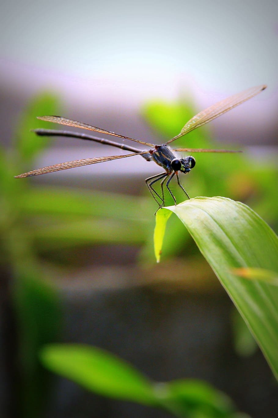 Insect, Bug, Dragonfly, one animal, animal themes, animals in the wild HD wallpaper
