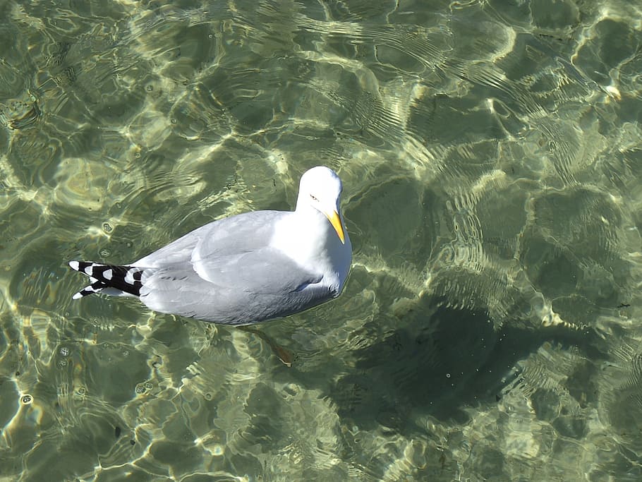 gull, water, nature, animals in the wild, animal themes, animal wildlife HD wallpaper