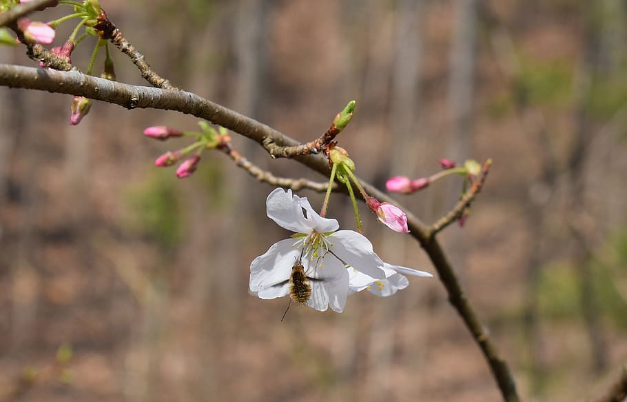 Wild Cherry Blossoms With Bee, tree, buds, flower, bloom, plant HD wallpaper