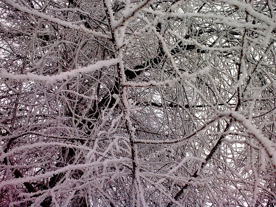 forest, snow, trees, winter, nature, season, backgrounds, branch HD wallpaper