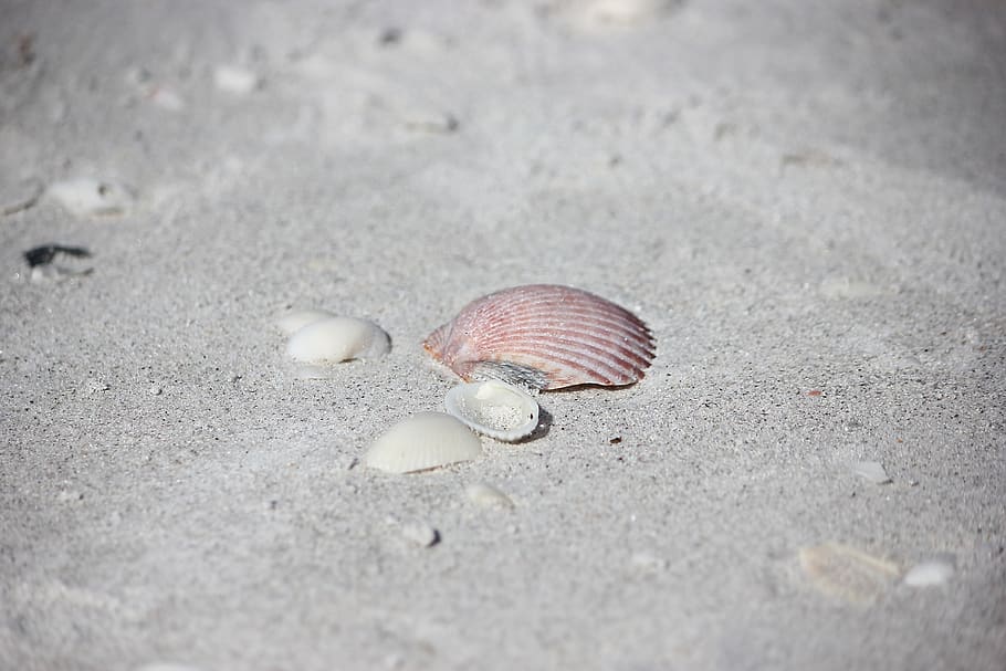 sand, beach, seashore, ocean, shell, seashell, vacation, seaside HD wallpaper