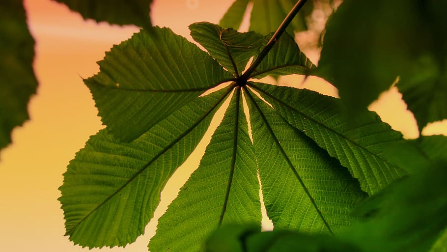 chestnut, leaf, leaves, branch, nature, chestnut leaves, chestnut tree HD wallpaper