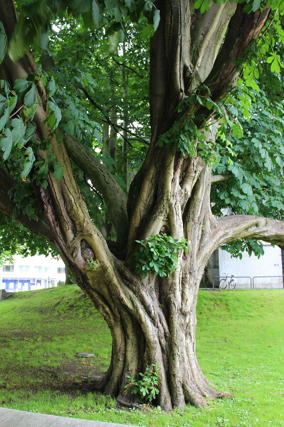tree, nature, landscape, old, romantic, outdoors, park - Man Made Space HD wallpaper