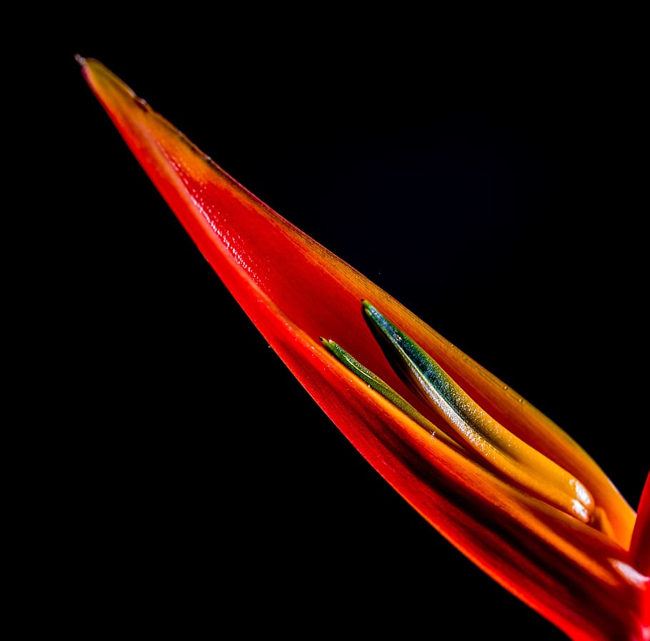 strelitzia, blossom, bloom, flower, red, orange, yellow, caudata greenhouse HD wallpaper