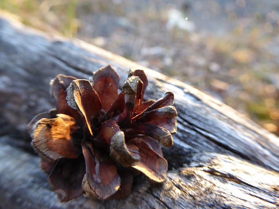 cone, sun, snag, hole, close-up, plant, nature, wood - material HD wallpaper