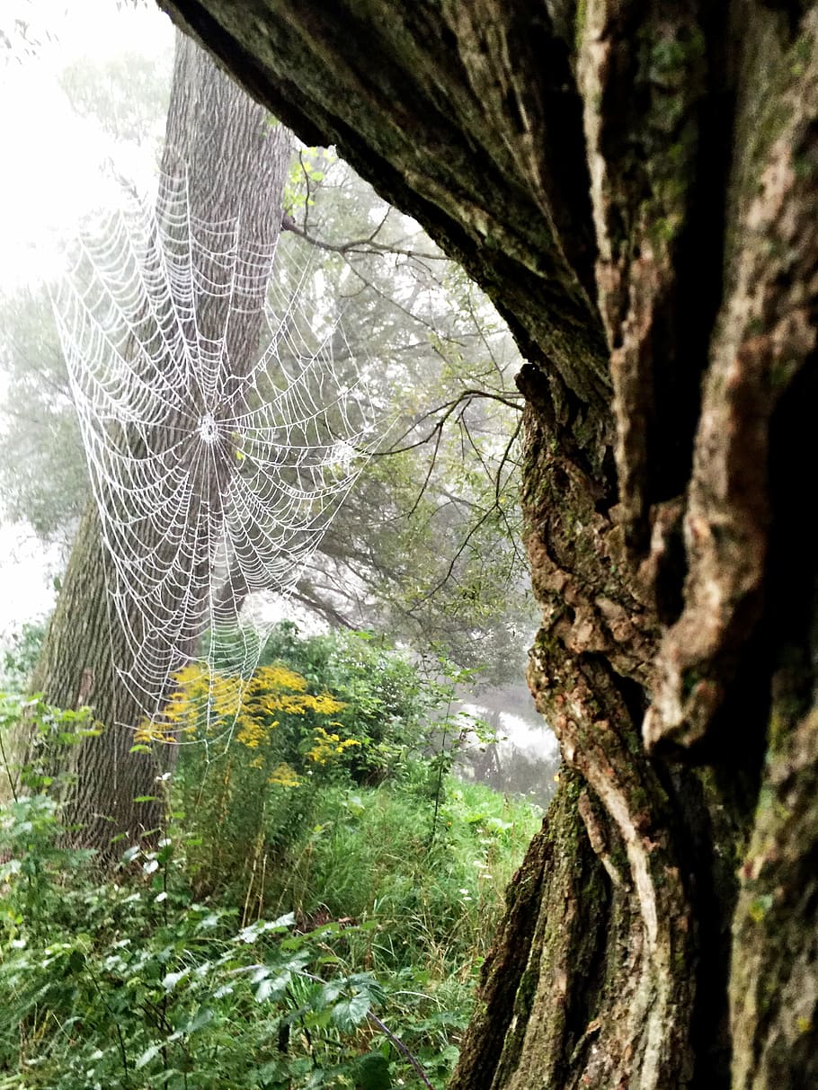 spider, web, spider web, arachnid, bark, natural, network, nature HD wallpaper